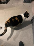 Poes kat Gratis, Dieren en Toebehoren, Katten en Kittens | Raskatten | Korthaar, Poes