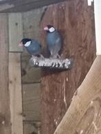 Koppel rijstvogels, Dieren en Toebehoren, Meerdere dieren