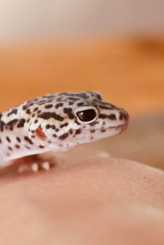 Luipaardgekko vrouwtje Leopard Gecko - female for sale from @noli