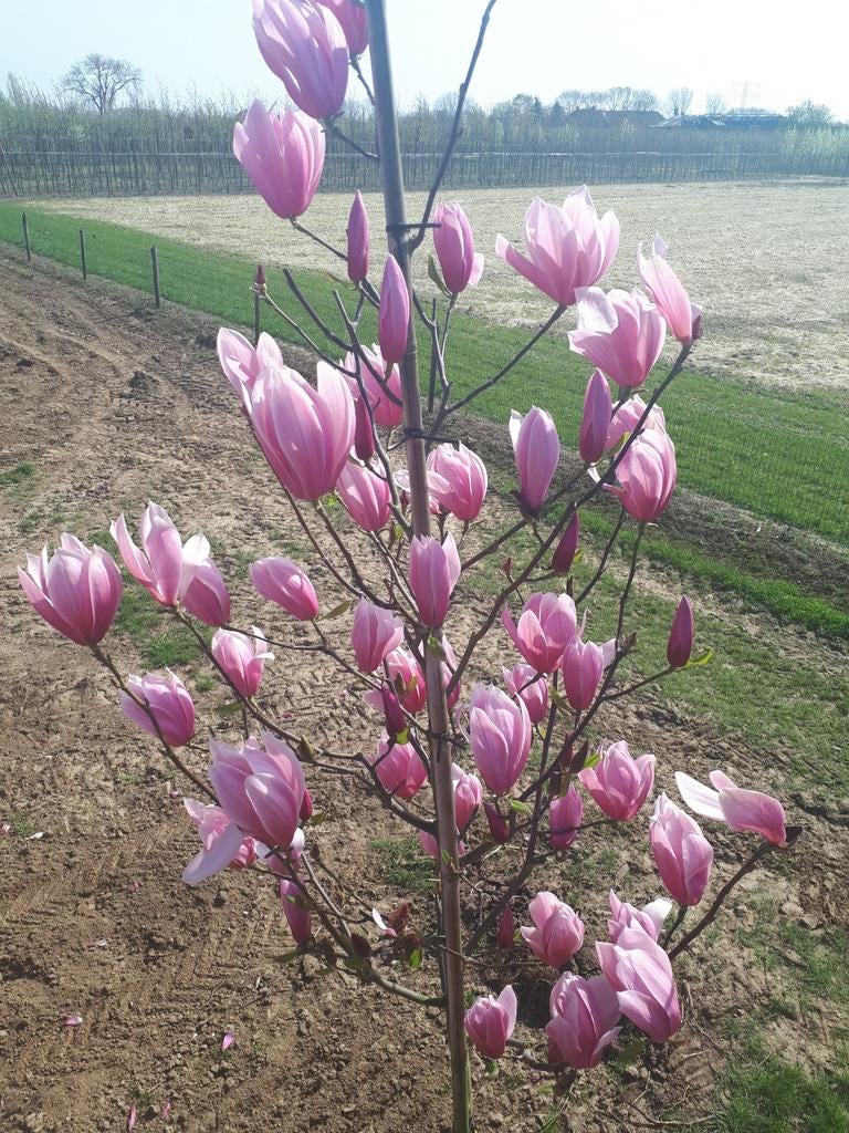 magnolia Galaxy hoogstam boom in kluit diep rose tot paarse, Tuin en Terras, Planten | Bomen, Overige soorten, Lente, Ophalen