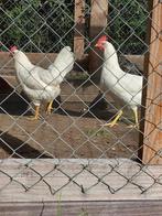 Broedeieren | witte leghen | van de beste legkippen, Geslacht onbekend, Kip