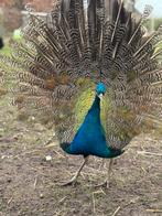 Koppel pauwen, Meerdere dieren, Overige soorten