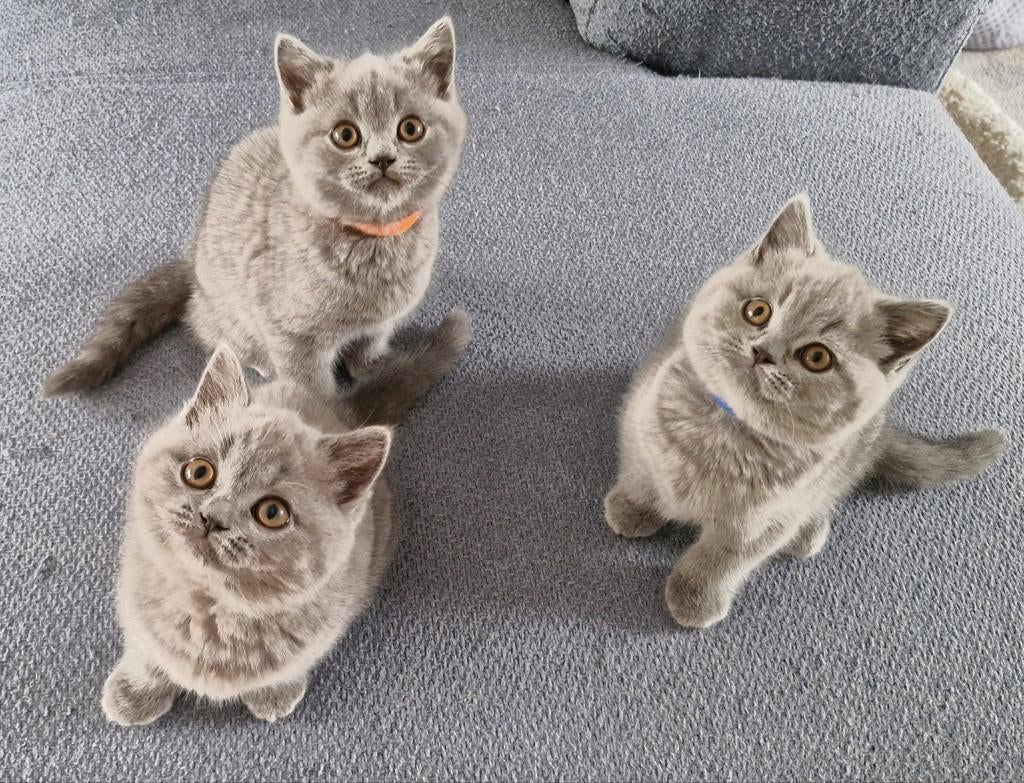 Britse korthaar kittens blauw!, Dieren en Toebehoren, Katten en Kittens | Raskatten | Korthaar, Meerdere dieren, Gechipt, 0 tot 2 jaar