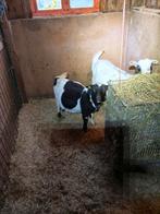 Gezocht, Dieren en Toebehoren, Vrouwelijk, Overige soorten