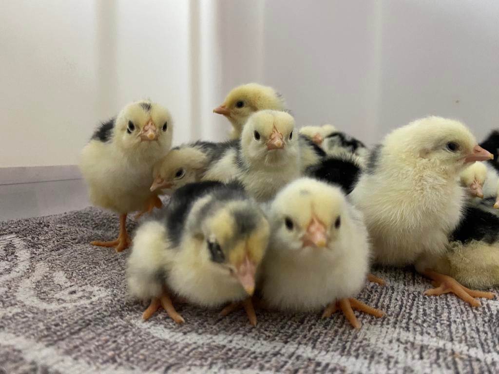 Kuikens bonte Leghorn, Geslacht onbekend, Kip