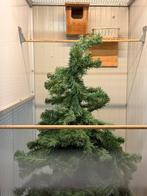 Mooie vogels te koop, Dieren en Toebehoren, Ophalen, Zo goed als nieuw, Overige typen