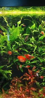 Mooie halfwas platy,s te koop €0,80per stuk of 10 voor €7,50, Vis