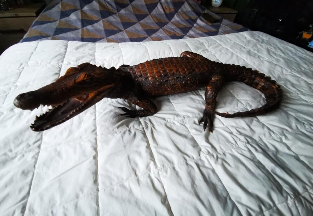 Opgezette krokodil, Verzamelen, Dierenverzamelingen, Ophalen of Verzenden, Nieuw, Reptiel of Amfibie, Opgezet dier
