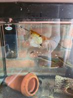 Diverse vissen te koop, Vis, Zoetwatervis