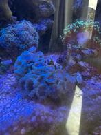 Caulastrea mint blauw/licht blauw, Vis