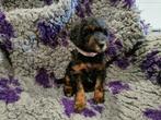 Kleine medium Black and Tan labradoodle F4b pups, Overige rassen, 8 tot 15 weken, Meerdere dieren, Eén hond
