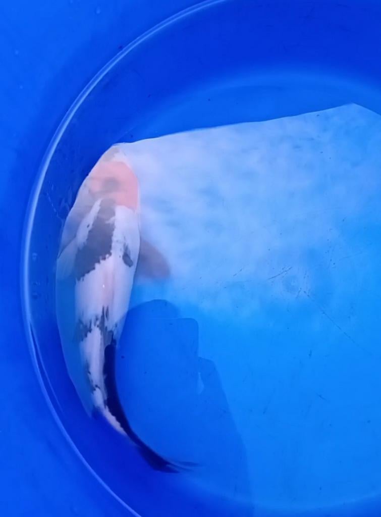 Hele mooie tancho showa, Dieren en Toebehoren, Vissen | Vijvervissen, Karper of Koi
