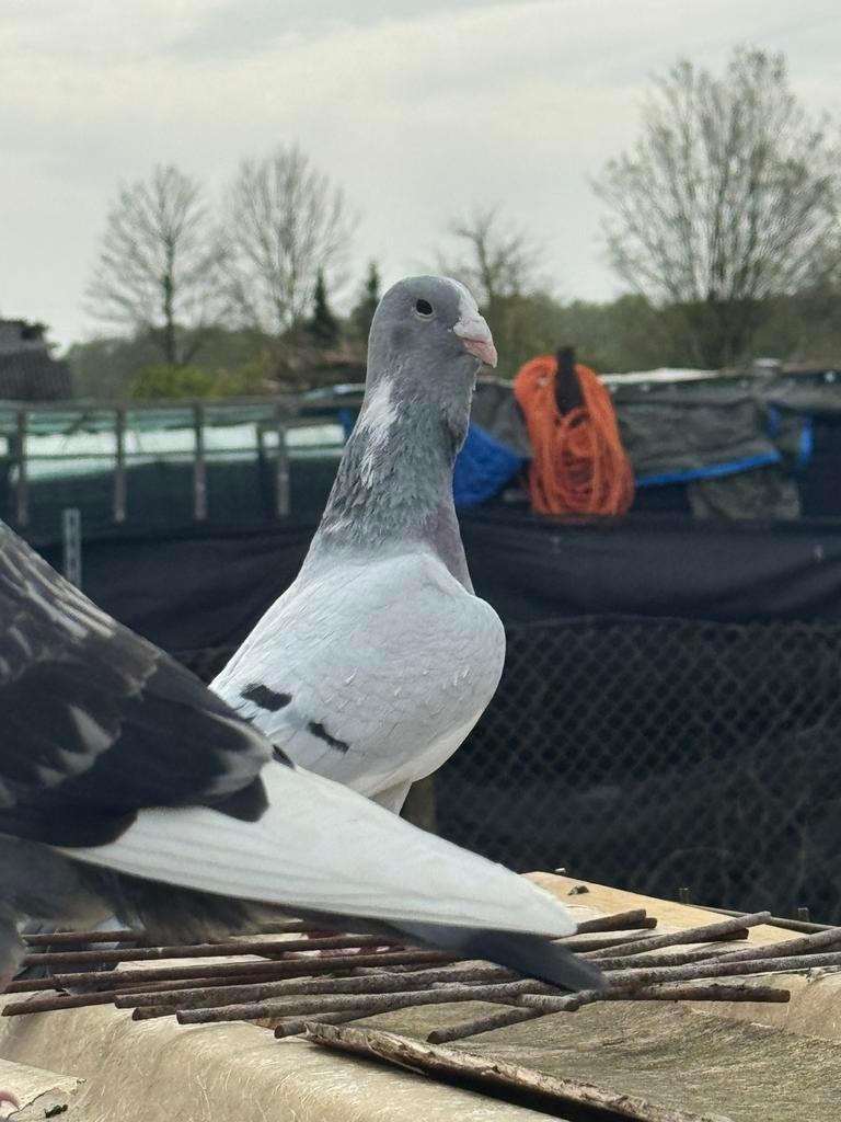 Te Koop, Dieren en Toebehoren, Mannelijk, Postduif