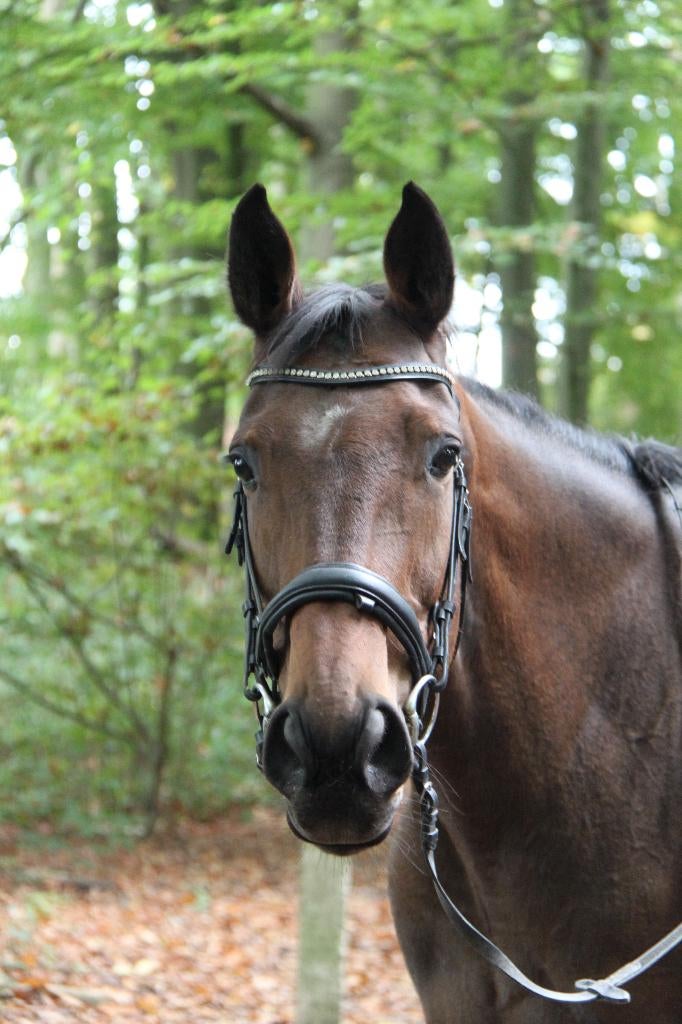 Prachtige merrie, 10 jaar, recreatief, 7 tot 10 jaar, 160 tot 165 cm, Recreatiepaard, Merrie