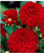 Te koop Dahlia knollen, Tuin en Terras, Bloembollen en Zaden, Ophalen, Volle zon, Knol