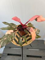 Philodendron Pink Princess Marble - 12cm pot, Huis en Inrichting, Kamerplanten, Ophalen of Verzenden