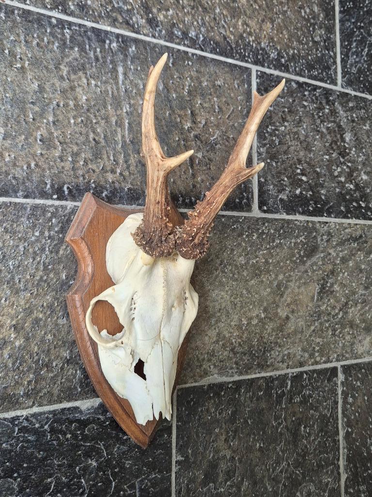 Mooi Ree Gewei op schild jacht mancave overkapping g76, Ophalen of Verzenden, Gebruikt, Hert, Gewei of Kop