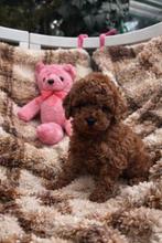Toypoedel puppy’s, 4 teefjes en 2 reutjes, Dieren en Toebehoren, Poedel, Fokker | Hobbymatig, 15 weken tot 1 jaar, Buitenland