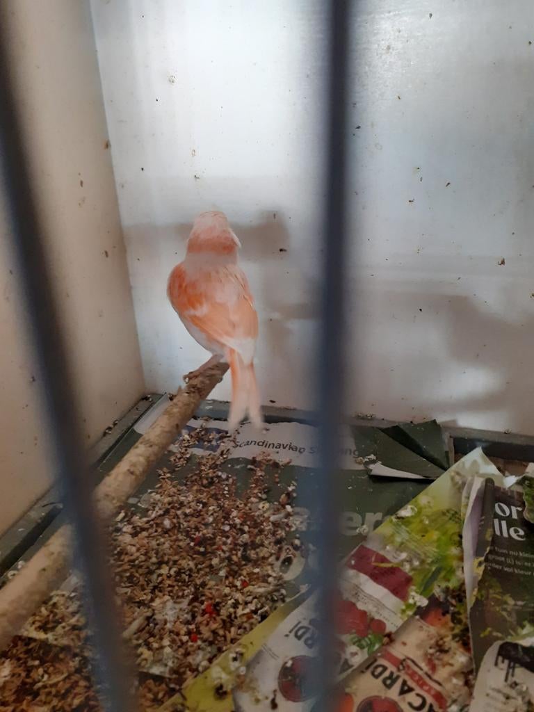 Rood mozaiek man 2025., Dieren en Toebehoren, Vogels | Kanaries, Mannelijk, Kleurkanarie