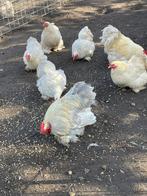 Cochin kriel Isabel & Isabelporselein broedeieren, Dieren en Toebehoren, Geslacht onbekend, Kip