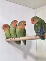 4 jongen roseicollis agapornissen, Geslacht onbekend, Dwergpapegaai of Agapornis, Geringd