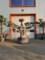 Mooie exclusieve grote Olea Europaea olijfboom plateau, Tuin en Terras, Planten | Bomen, Volle zon, Bloeit niet, Ophalen of Verzenden