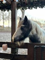 Knuffelige tinker/irish cob merrie veulen (schimmelbont), Dieren en Toebehoren, Pony's, Merrie, 0 tot 2 jaar