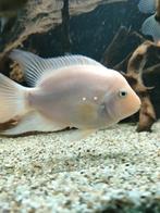 Gratis af te halen pagegaai cichlide 15cm+, Dieren en Toebehoren, Vissen | Aquariumvissen, Vis