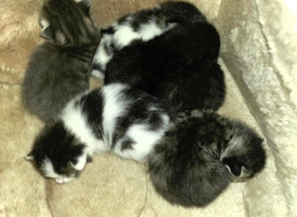 Te koop knuffel kittens, Dieren en Toebehoren, Katten en Kittens | Overige Katten