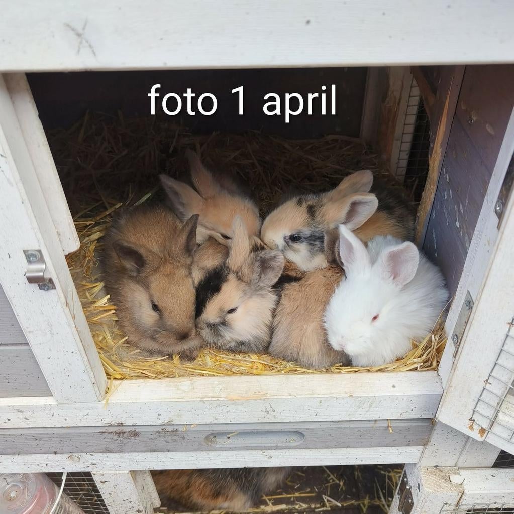 Jonge konijntjes, geb 3 maart., Dieren en Toebehoren, Geslacht onbekend, Middelgroot, 0 tot 2 jaar