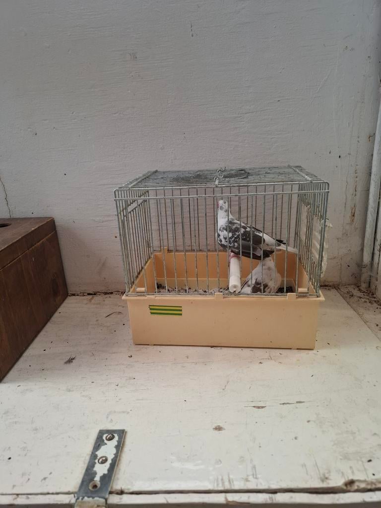 Diamand duifjes bonte koppels, Meerdere dieren, Kleurkanarie