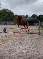 Nieuw weiland voor paard licht project paard, Dieren en Toebehoren