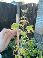 Acer negundo, Tuin en Terras, Ophalen, Zo goed als nieuw, Minder dan 3 meter, 1 tot 2 meter