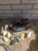 Zeer mooie serama kipjes en kuikens  en broedeieren, Dieren en Toebehoren, Geslacht onbekend, Kip