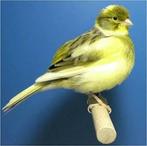 Gezocht fife fancy kanarie man, Mannelijk