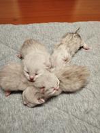 Brits Korthaar (BKH) kittens – 6 kittens –, Meerdere dieren, Ontwormd, 0 tot 2 jaar