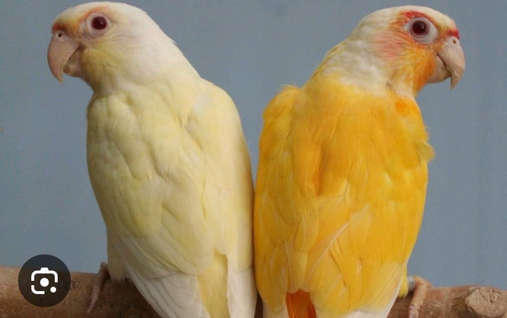 Gezocht voor export mutatie phyrrura, muisparkieten, forpus, Dieren en Toebehoren, Meerdere dieren, Parkiet