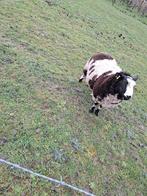 Bonte dekram, Dieren en Toebehoren, Schapen, Geiten en Varkens, Mannelijk, Schaap, 0 tot 2 jaar