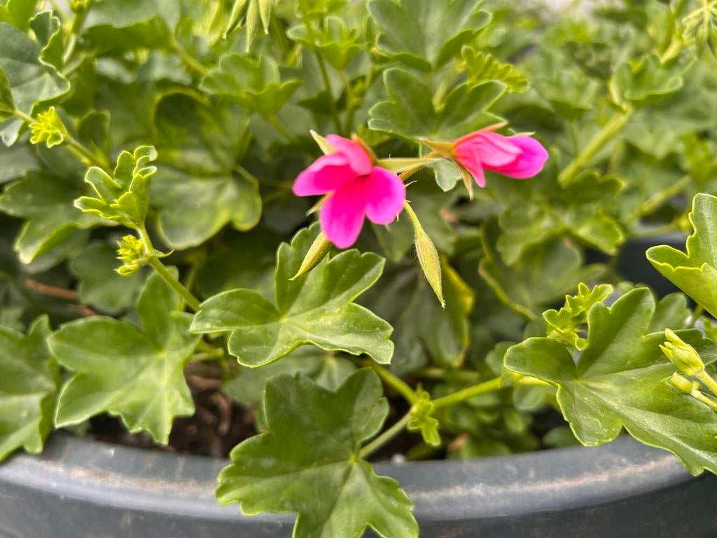Bloembak voor gevel of lantaarnpaal - Hanging basket, Tuin en Terras, Ophalen, Kunststof, Gebruikt, Minder dan 30 cm