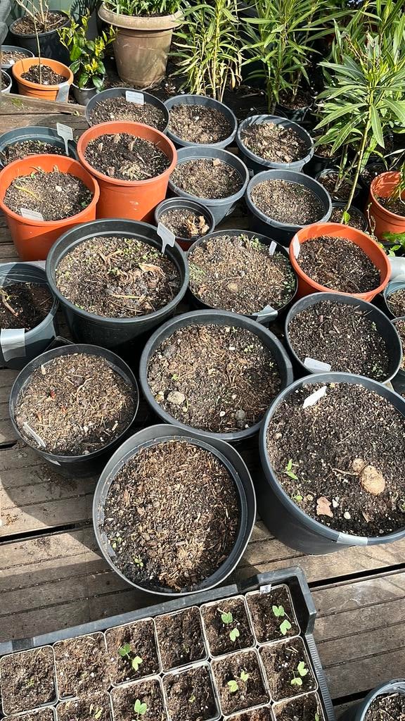 Hedychium , sier gembers, Ophalen, Overige soorten, Volle zon