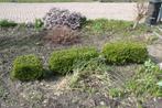 Buxus, Ophalen of Verzenden, Zo goed als nieuw, Minder dan 10 m²