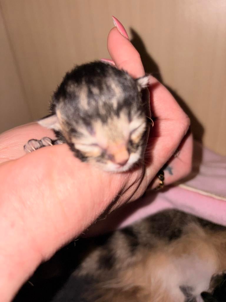 Kittens, Dieren en Toebehoren, Meerdere dieren