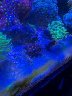 Mooi stuk koraal Favites ultra red war