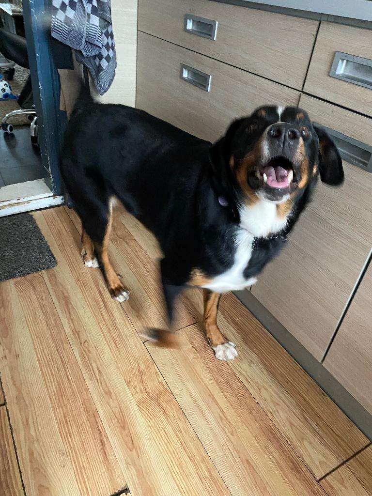 Hond, Dieren en Toebehoren, Reu, 1 tot 2 jaar, Eén hond, Nederland