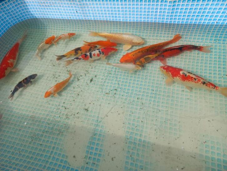 koi karpers te koop, Dieren en Toebehoren, Vissen | Vijvervissen, Karper of Koi