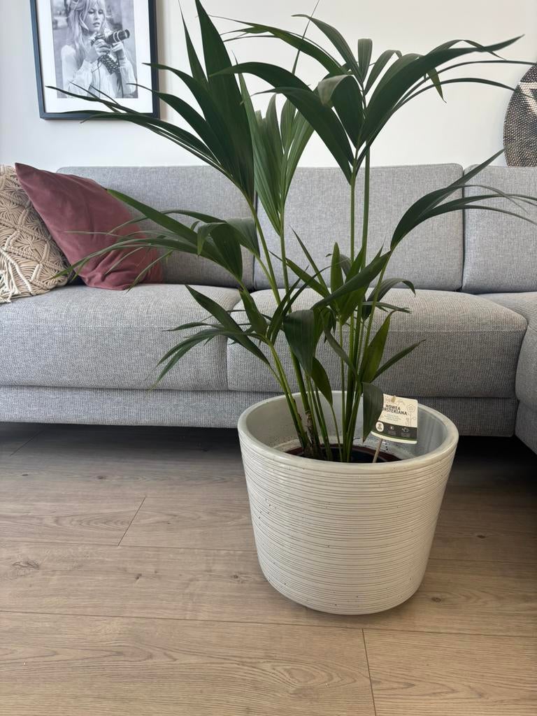 Mooie kiezelwitte plantenpot Ikea, Ophalen