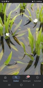 Gezocht: Krabbescheer, Ophalen of Verzenden