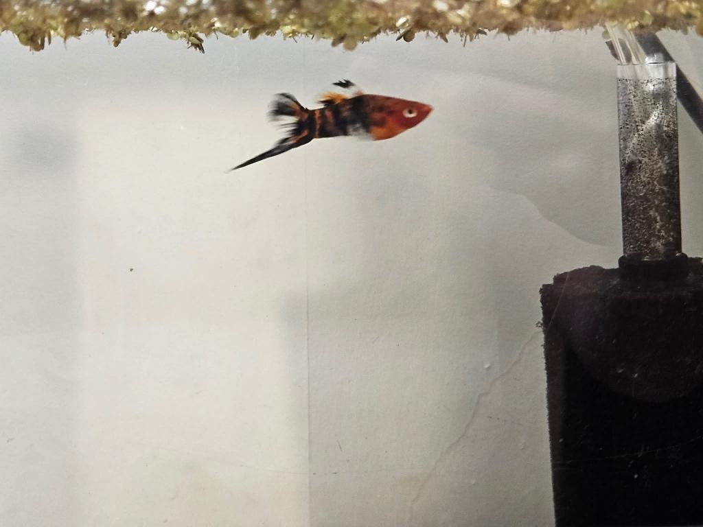 Zwaarddrager, Dieren en Toebehoren, Vissen | Aquariumvissen, Vis, Zoetwatervis