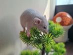 ❤️🐀Tamme Baby Dumbo Ratjes met Stamboom🧬, Rat, Februari, Meerdere dieren, Tam