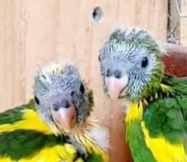 Gevraagd:  kwekers van kakariki’s Eindhoven eo, Dieren en Toebehoren, Vogels | Parkieten en Papegaaien, Meerdere dieren, Parkiet